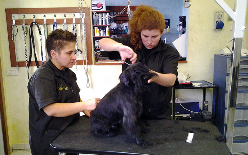 Corso specializzazione su razza