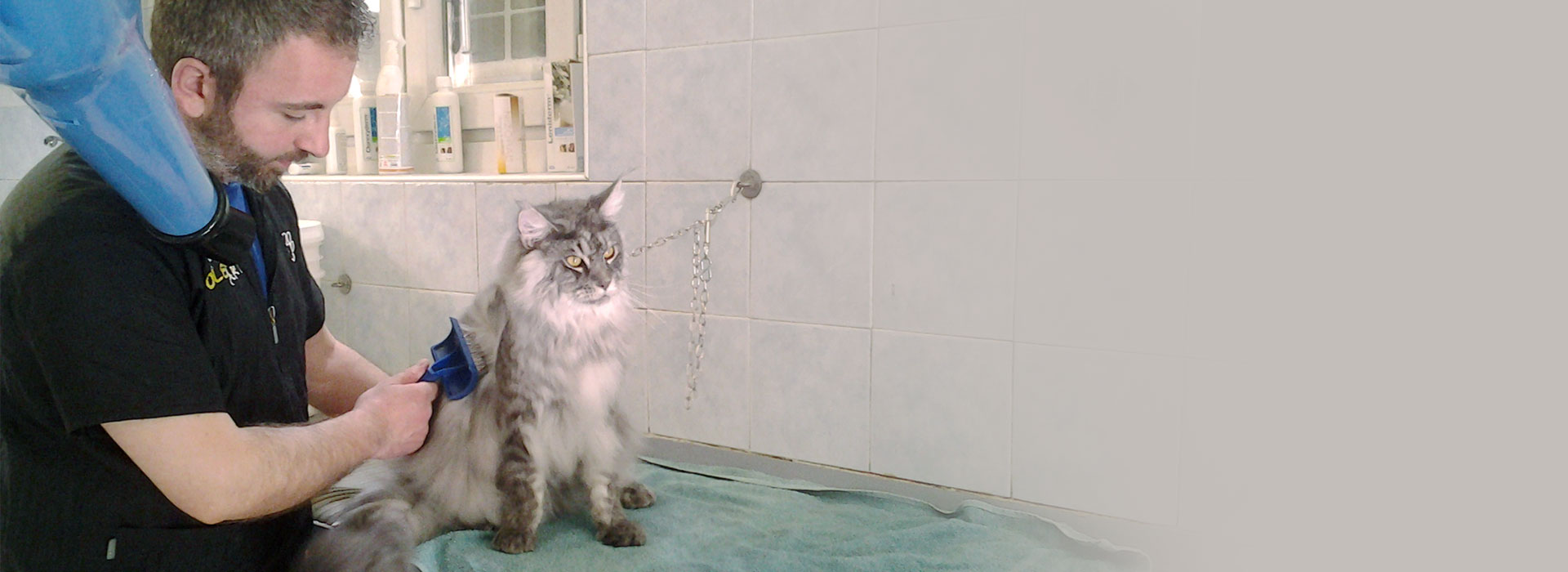 Toelettatura specializzata per cani e gatti